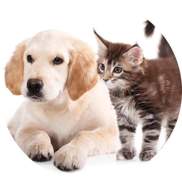 A puppy and a kitten.